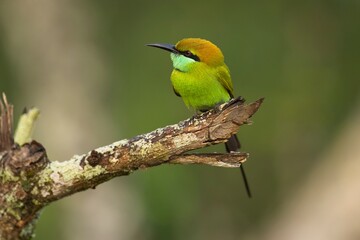 Vlha proměnlivá (Merops orientalis) Green bee-eater, sitting on the branch at Wilpattu park Sri Lanka