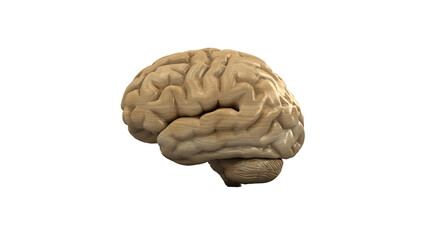 Wooden brain. Wood Brain. 3D rendering