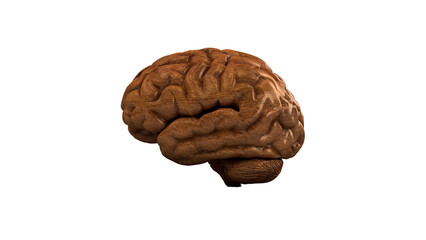 Wooden brain. Wood Brain. 3D rendering