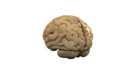 Wooden brain. Wood Brain. 3D rendering