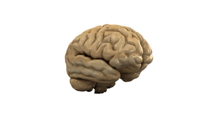 Wooden brain. Wood Brain. 3D rendering