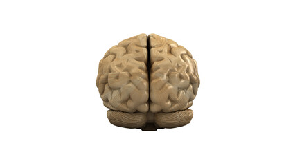 Fototapeta premium Wooden brain. Wood Brain. 3D rendering