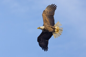 Fototapeta na wymiar bald eagle against blue sky