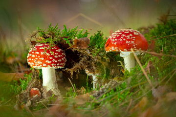 amanita muscaria fly agaric