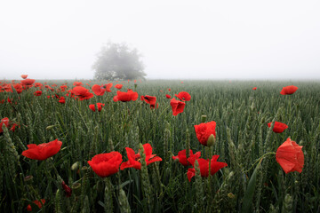 red poppies in spring grain during a foggy morning