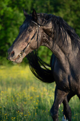 Fototapeta na wymiar emotion portrait of breeding Trakehner black stallion posing in the field. summer sunny evening
