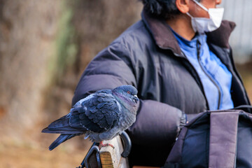 人の座るベンチの背もたれに止まる鳩