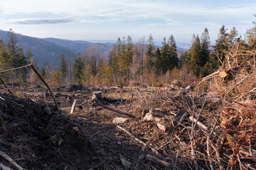 view of a cleared forest in the mountains. Deforestation