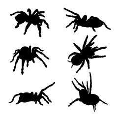 Set of silhouettes of tarantula spiders vector design