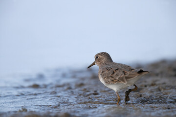 Temminck's stint (Calidris temminckii) the smallest waders in Europe.