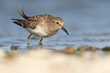 Temminck's stint (Calidris temminckii) the smallest waders in Europe.