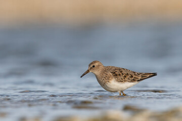 Temminck's stint (Calidris temminckii) the smallest waders in Europe.