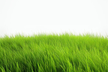 Isolated green grass on a white background. Fresh grass texture.