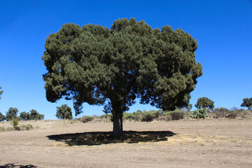 Frondoso árbol con sombra y cielo azul.  - obrazy, fototapety, plakaty