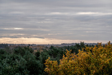 Tree top canopy beautiful view shots in winter time during sunrise sunset