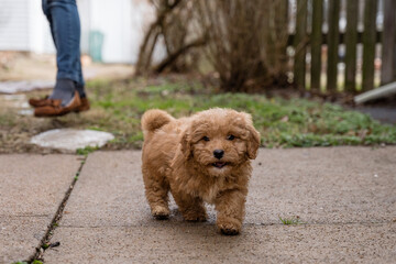 Cavapoo Puppy