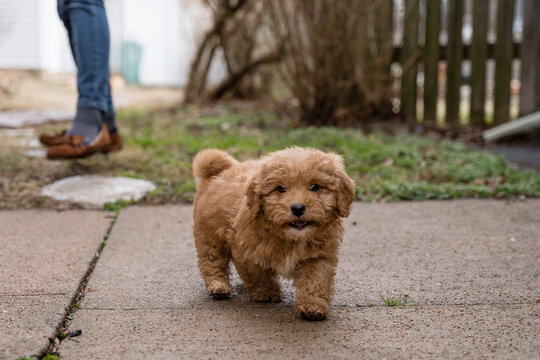 Cavapoo Puppy