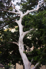 Fototapeta premium centenary tree in the historical center of malaga in front of the aduana museum