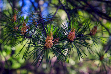 Naklejka na ściany i meble Pine tree brunch close up. Shallow focus. Fluffy pine tree brunch close up.