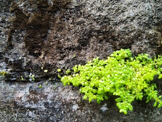 Background image of plants on rocks