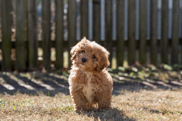 puppy sitting on the grass