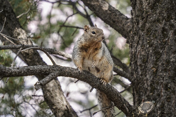 Naklejka na ściany i meble Graun-braunes, amerikanisches Eichhörnchen (Grauhörnchen) sitzt auf einem Ast und schaut neugierig