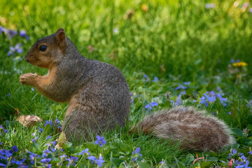 A Squirrel Foraging For Nuts