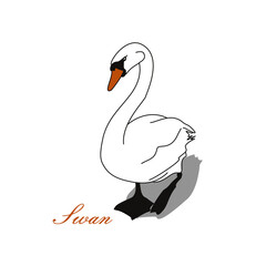 Linear drawing of a swimming male white swan. A simple image of a noble bird