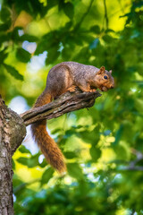 Fototapeta premium One Squirrel Foraging For Nuts