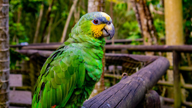 Loro cabeza azul