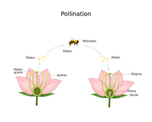 Pollination of flower by bee.