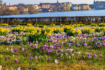 Purple crocus flowers and yellow daffodils on the lawn at spring