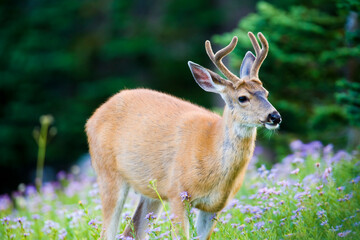 Naklejka na ściany i meble Deer with antlers covered in velvet standing in a meadow of flowers.