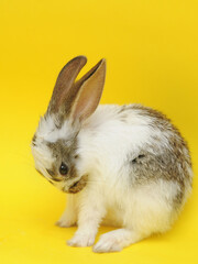 white rabbit on a colorful background