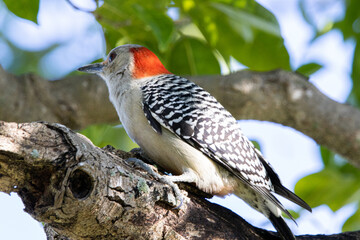 woodpecker, bird