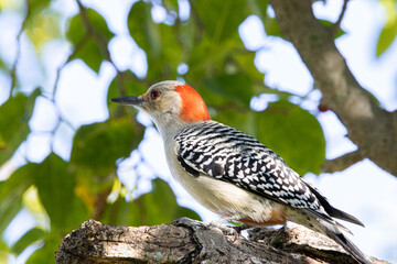woodpecker, bird