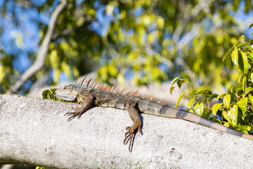 iguana on the rock