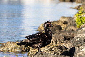 duck in the river