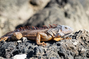 iguana on the rock