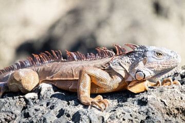 iguana on the rock