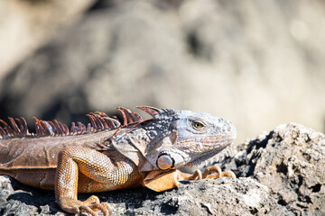 iguana on the rock