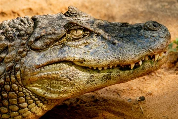 Foto op Canvas close up of a crocodile © andre_zumak