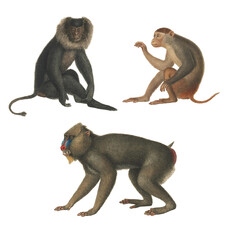 Realistic botanical illustration of different types of primates, monkeys and lemur, isolated on a white background