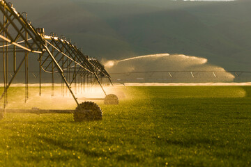 Automated irrigation of a farm field in Sunlight. - obrazy, fototapety, plakaty