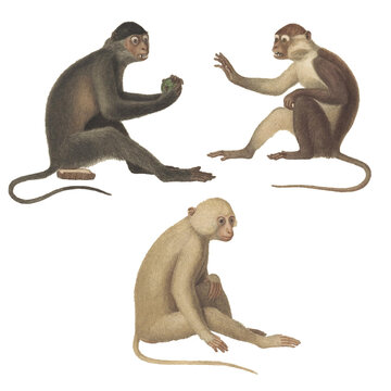 Realistic botanical illustration of different types of primates, monkeys and lemur, isolated on a white background