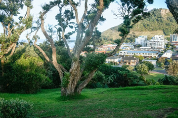 View of Mount Maunganui and town framed by twisted branches of pohutukawa on Mount Drury.