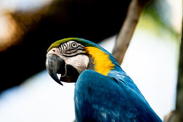 blue and yellow macaw