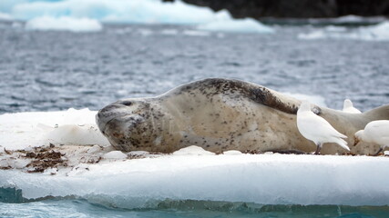 Fototapeta premium Leopard seal (Hydrurga leptonyx) on a floating iceberb at Kinnes Cove, Joinville Island, Antarctica