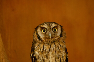 horned owl