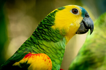 parrot